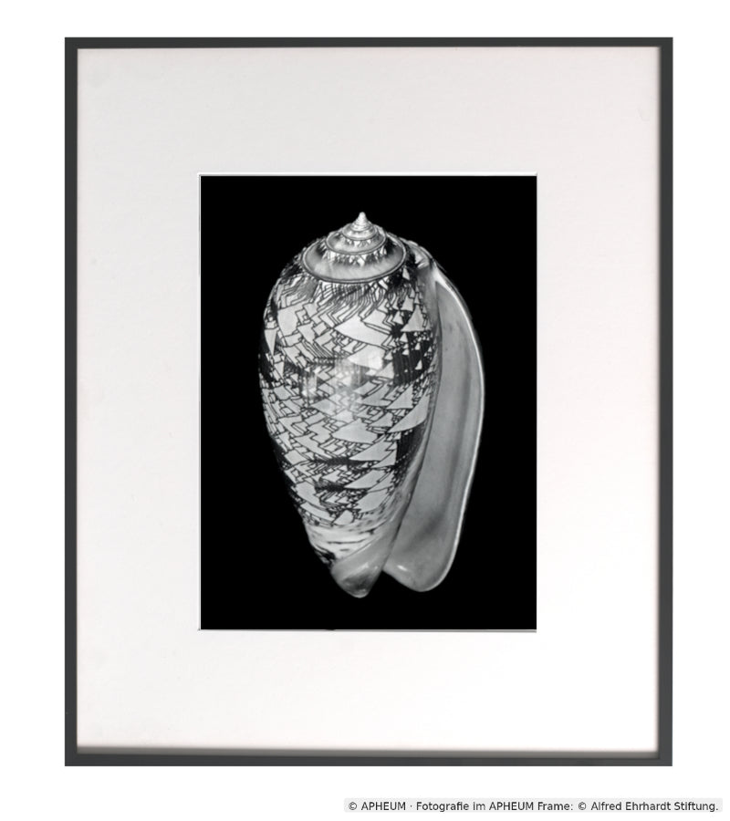 APHEUM veröffentlicht Alfred Ehrhardts „Nautilus – Muscheln und Schnecken“