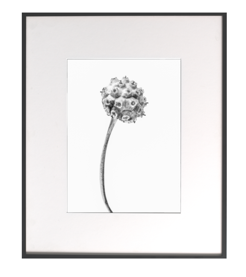Matthias Conrad: Botanical Studies