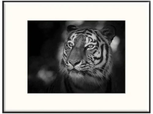 Ästhetik pur Tiere in schwarz-weiß - apheum.com