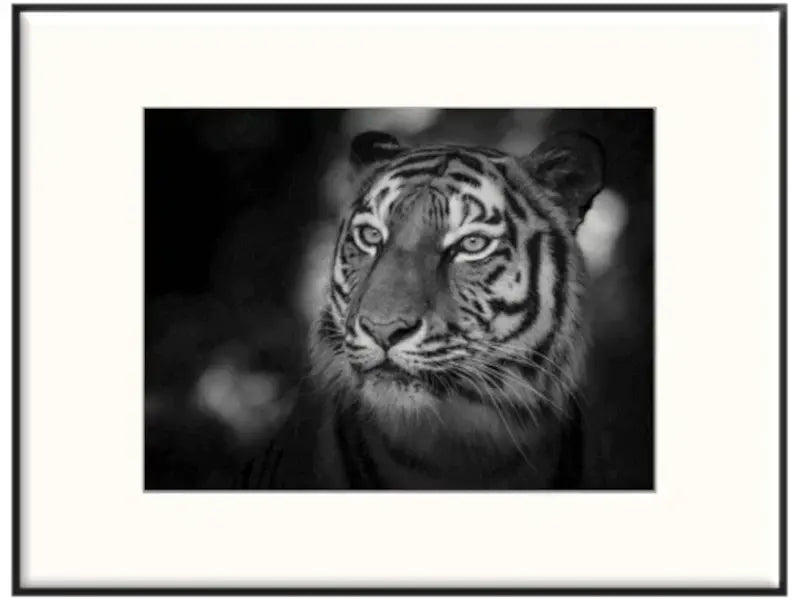 Ästhetik pur – Schwarzweiß Tierporträt, Fine Art Fotokollektion APHEUM