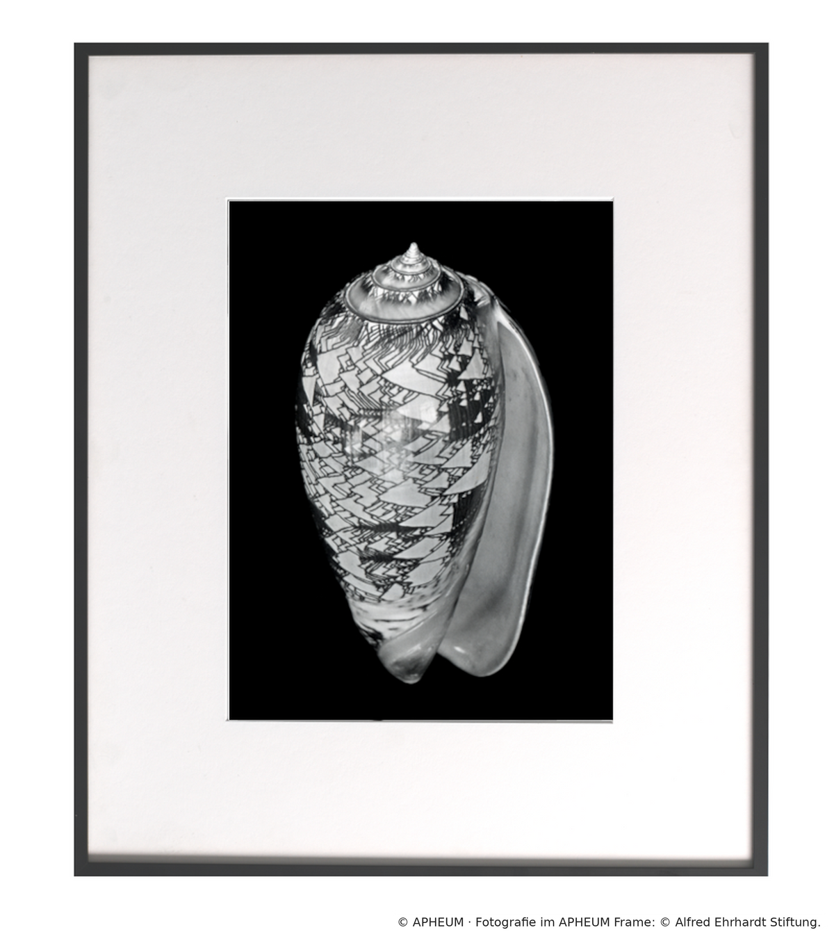 APHEUM launches Alfred Ehrhardt’s “Nautilus – Muscheln und Schnecken”