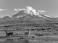 
Là où résident les dieux – Le monde des montagnes en noir et blanc