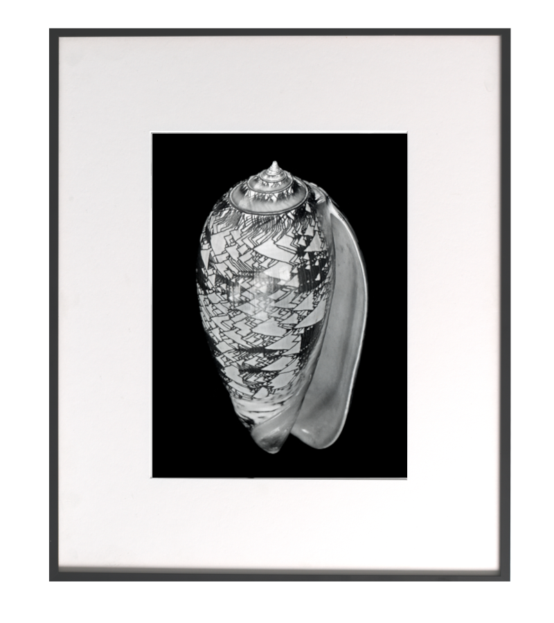 Nautilus – Muscheln und Schnecken, Fotografie von Alfred Ehrhardt