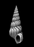 Nautilus – Coquillages et escargots dans la photographie · Alfred Ehrhardt