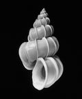 Nautilus – Coquillages et escargots dans la photographie · Alfred Ehrhardt