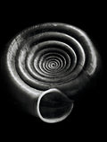 Nautilus – Coquillages et escargots dans la photographie · Alfred Ehrhardt