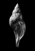 Nautilus – Coquillages et escargots dans la photographie · Alfred Ehrhardt
