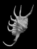 Nautilus – Coquillages et escargots dans la photographie · Alfred Ehrhardt