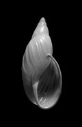 Nautilus – Coquillages et escargots dans la photographie · Alfred Ehrhardt