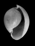 Nautilus – Coquillages et escargots dans la photographie · Alfred Ehrhardt