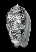 Nautilus – Coquillages et escargots dans la photographie · Alfred Ehrhardt