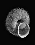 Nautilus – Coquillages et escargots dans la photographie · Alfred Ehrhardt
