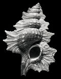 Nautilus – Coquillages et escargots dans la photographie · Alfred Ehrhardt