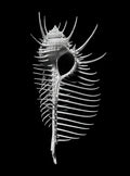 Nautilus – Coquillages et escargots dans la photographie · Alfred Ehrhardt