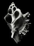 Nautilus – Coquillages et escargots dans la photographie · Alfred Ehrhardt