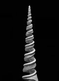 Nautilus – Coquillages et escargots dans la photographie · Alfred Ehrhardt