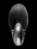 Nautilus – Coquillages et escargots dans la photographie · Alfred Ehrhardt