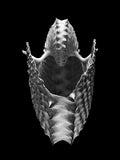 Nautilus – Coquillages et escargots dans la photographie · Alfred Ehrhardt