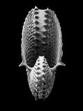 Nautilus – Coquillages et escargots dans la photographie · Alfred Ehrhardt