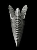 Nautilus – Coquillages et escargots dans la photographie · Alfred Ehrhardt