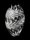 Nautilus – Coquillages et escargots dans la photographie · Alfred Ehrhardt