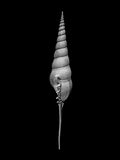 Nautilus – Coquillages et escargots dans la photographie · Alfred Ehrhardt