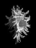 Nautilus – Coquillages et escargots dans la photographie · Alfred Ehrhardt