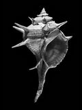 Nautilus – Coquillages et escargots dans la photographie · Alfred Ehrhardt