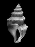Nautilus – Coquillages et escargots dans la photographie · Alfred Ehrhardt