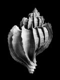 Nautilus – Coquillages et escargots dans la photographie · Alfred Ehrhardt