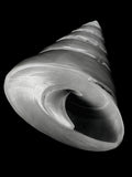 Nautilus – Coquillages et escargots dans la photographie · Alfred Ehrhardt