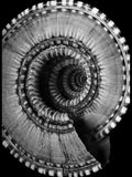 Nautilus – Coquillages et escargots dans la photographie · Alfred Ehrhardt
