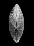 Nautilus – Coquillages et escargots dans la photographie · Alfred Ehrhardt