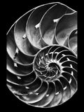Nautilus – Coquillages et escargots dans la photographie · Alfred Ehrhardt