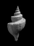 Nautilus – Coquillages et escargots dans la photographie · Alfred Ehrhardt