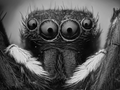 Porträt einer Springspinne