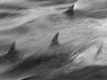 Langschnauziger Gemeiner Delfin