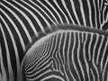 Grévyzebra