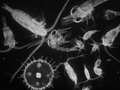 Zooplankton