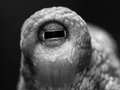 Auge eines Gewöhnlichen Kraken