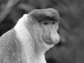 Nasenaffe