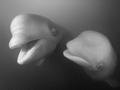 Belugas