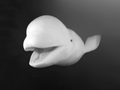 Porträt eines Belugas