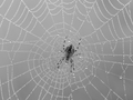 Gartenkreuzspinne im Netz mit Morgentau