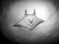 Mantarochen im Gegenlicht