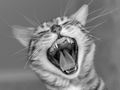 Bengalkatze