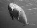 Dugong