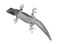 Himmelblauer Zwergtaggecko