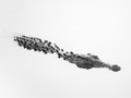 Nilkrokodil