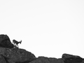 Alpensteinbock